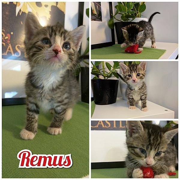 Remus
