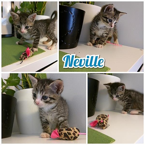 Neville