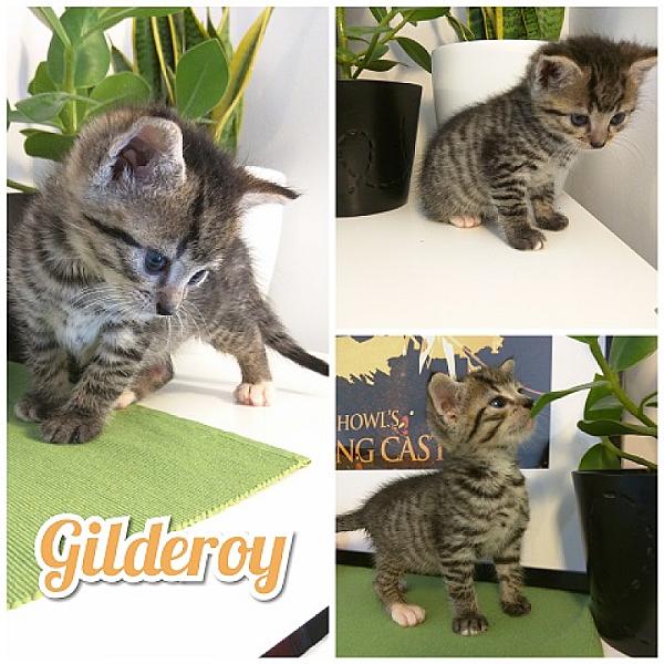 Gilderoy