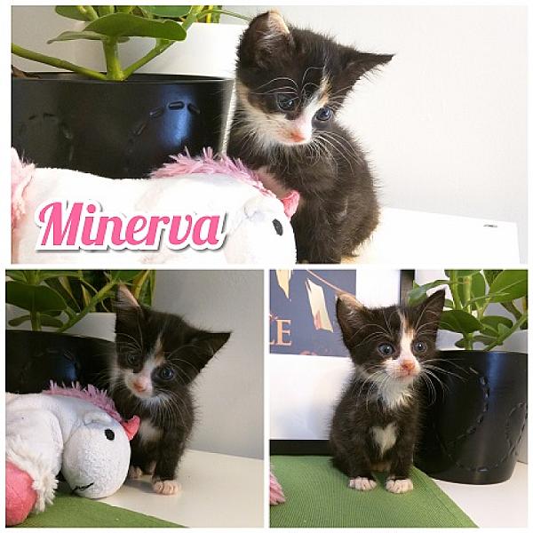 Minerva