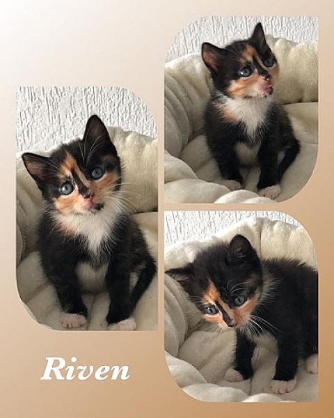 Riven