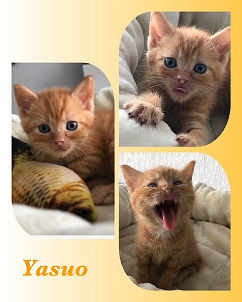 Yasuo