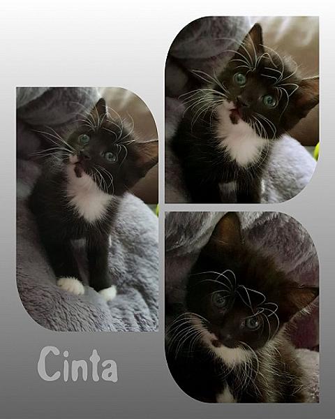 Cinta