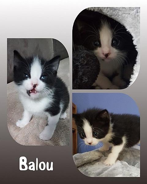 Balou