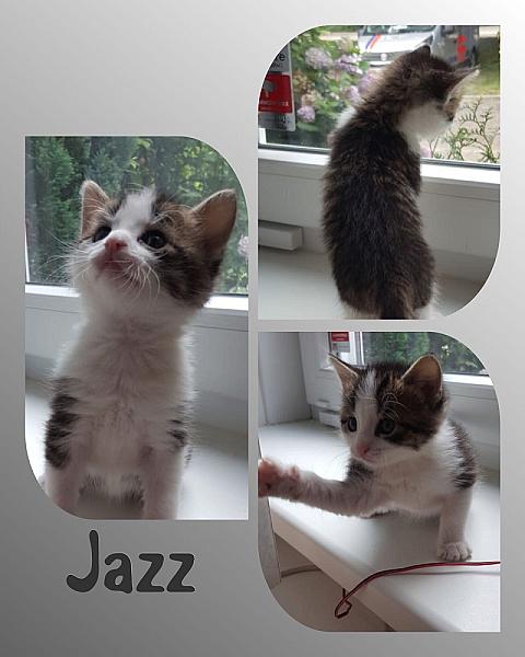 Jazz
