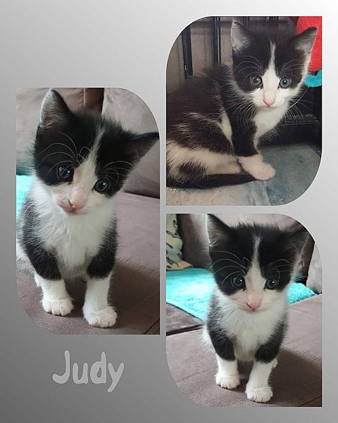 Judy