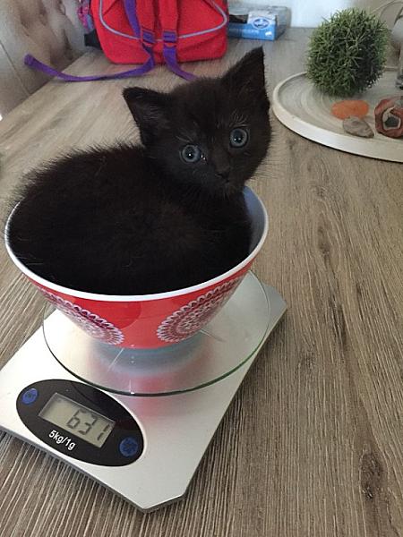 Bibi