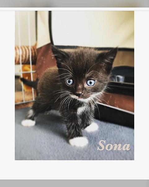 Sona