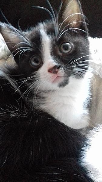 Felix