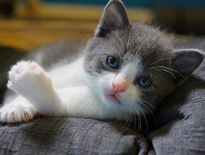 Kedi