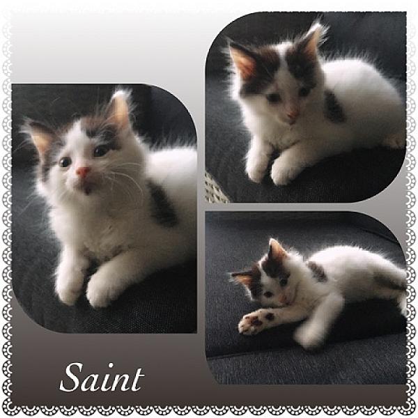 Saint