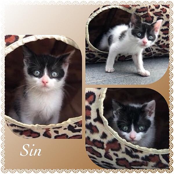 Sin