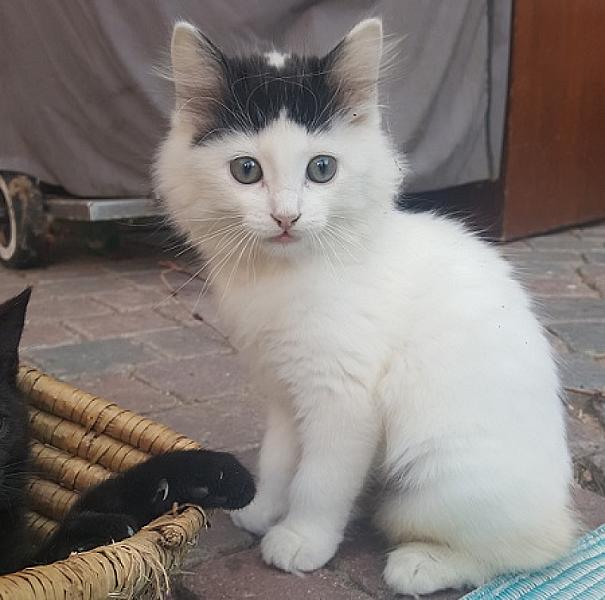 Maleficent