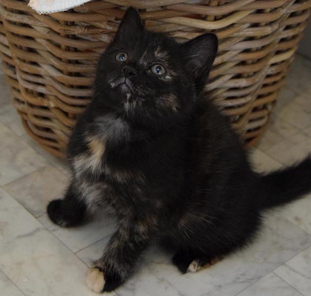 Orla