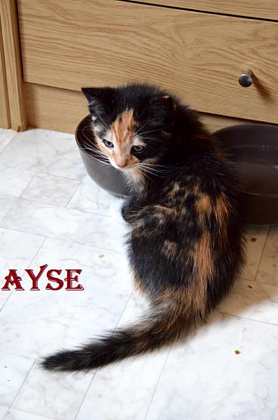 Ayse