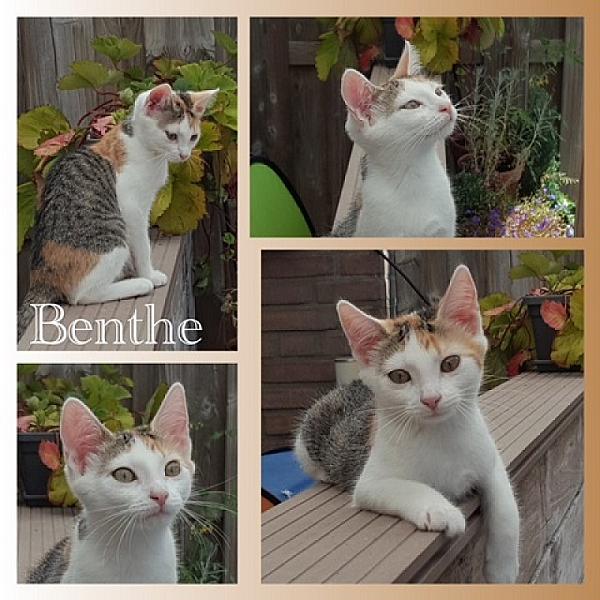 Benthe