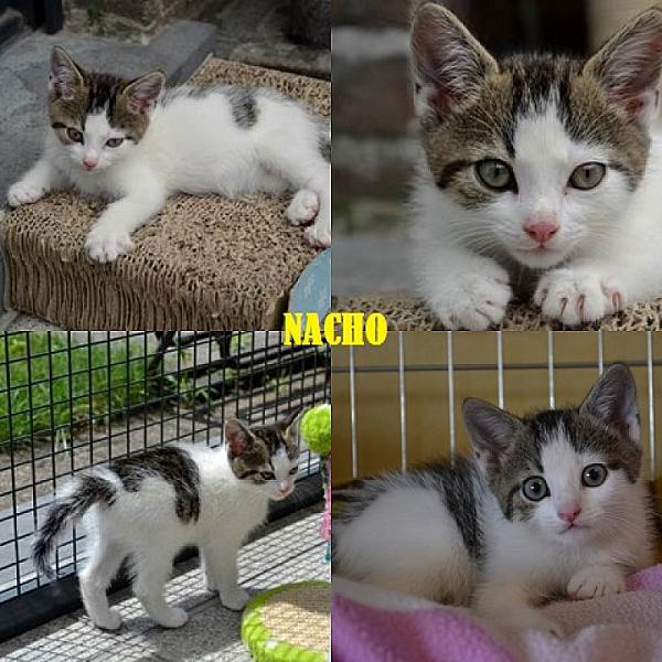 Nacho