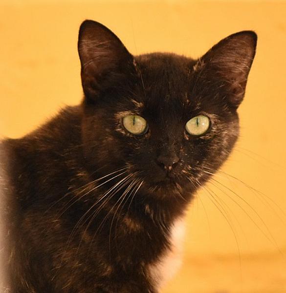Bella