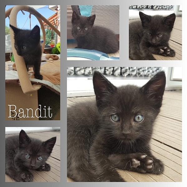 Bandit