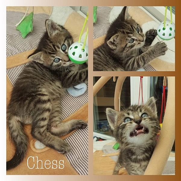 Chess