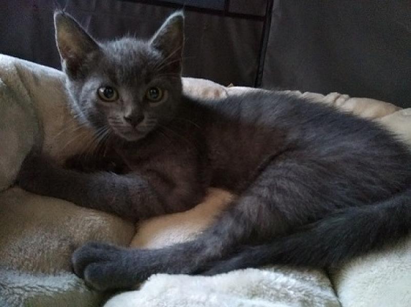 Gus