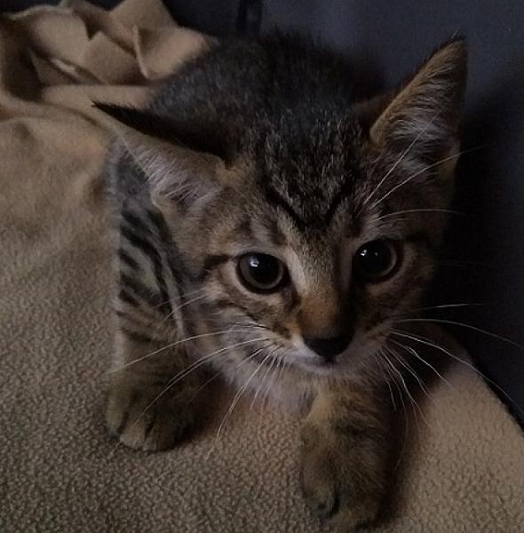 Mirko