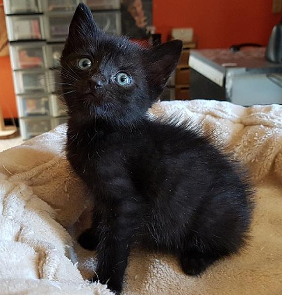 Romeo