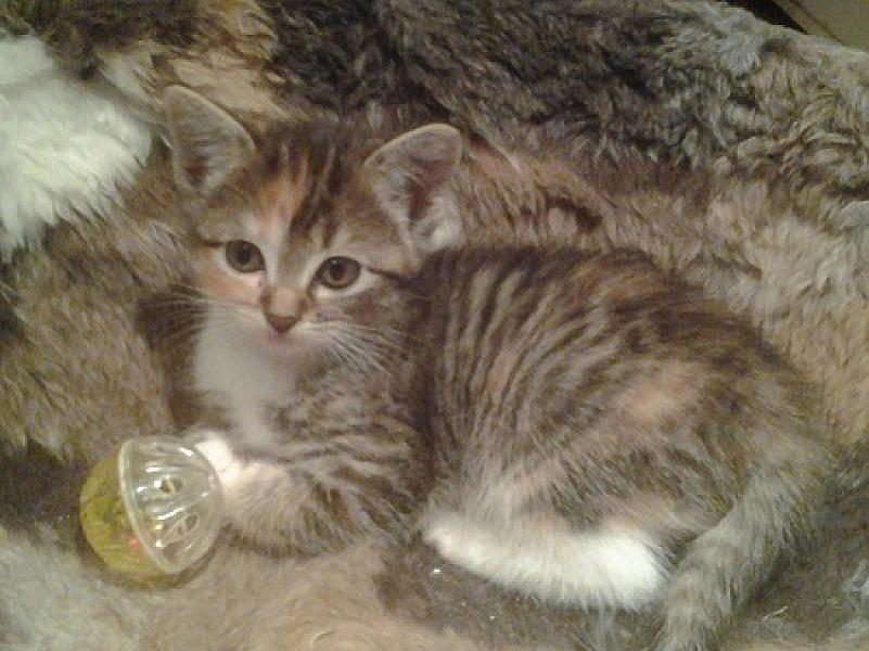 Loulou