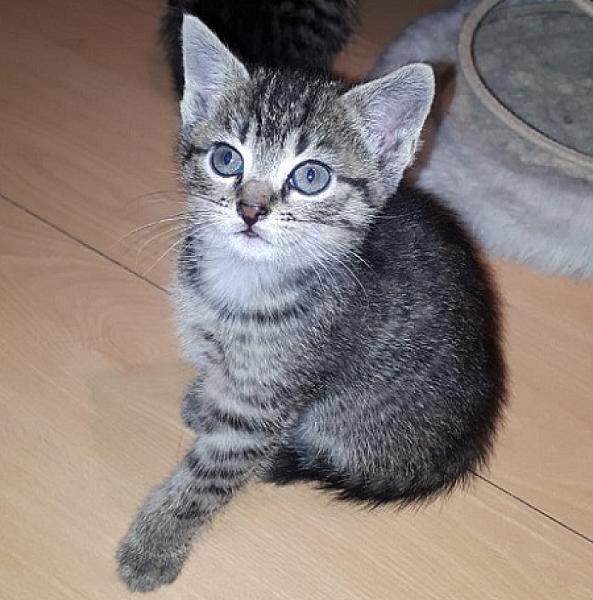 Coco