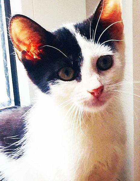 Tiddles