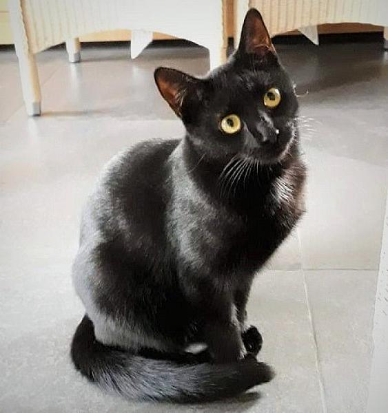 Kiki