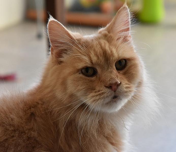 Jonas
