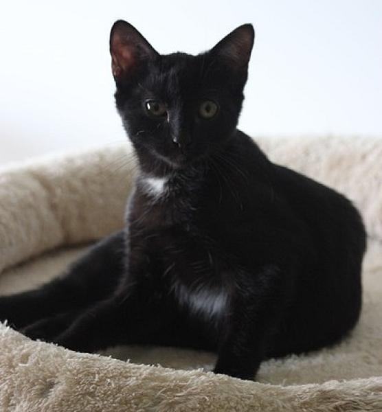 Bowie