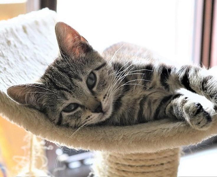 Basil