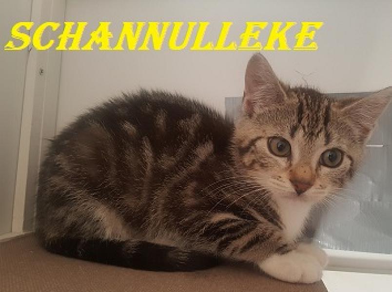 Schannulleke