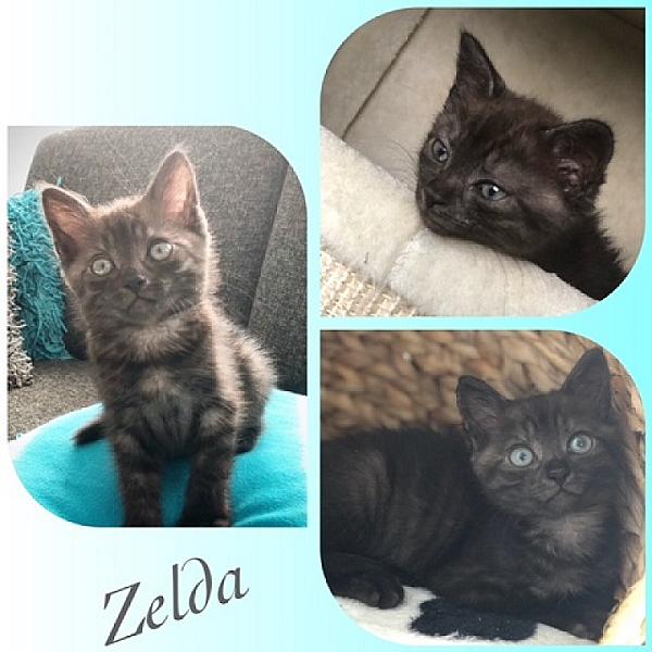 Zelda