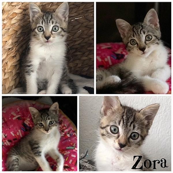 Zora