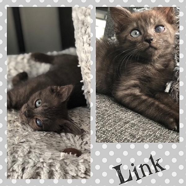 Link