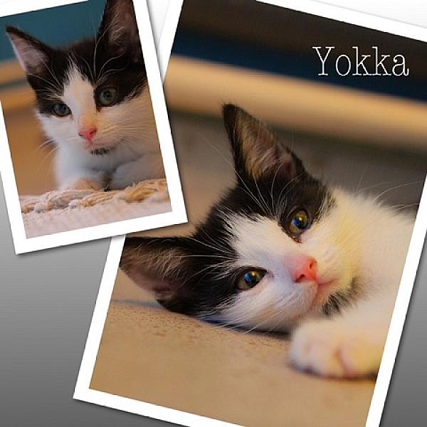 Yokka