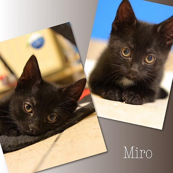 Miro
