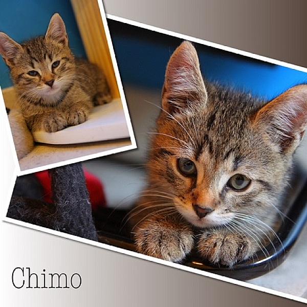 Chimo