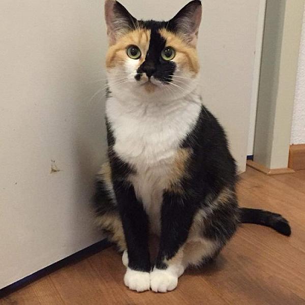 Maia