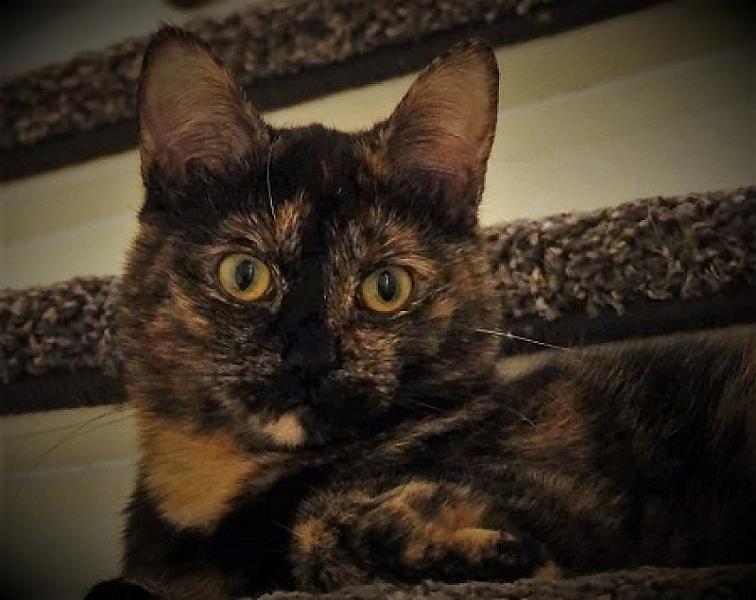 Myla