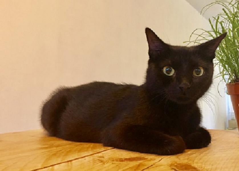 Cleo