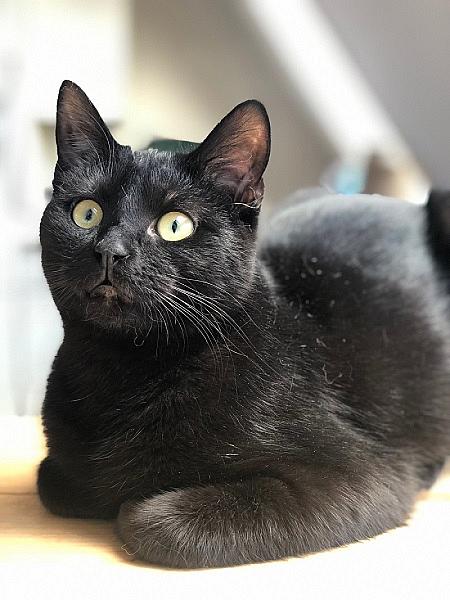 Vito