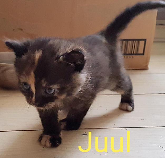 Juul