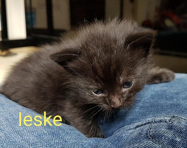 Ieske