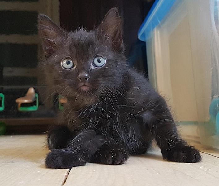 Belle