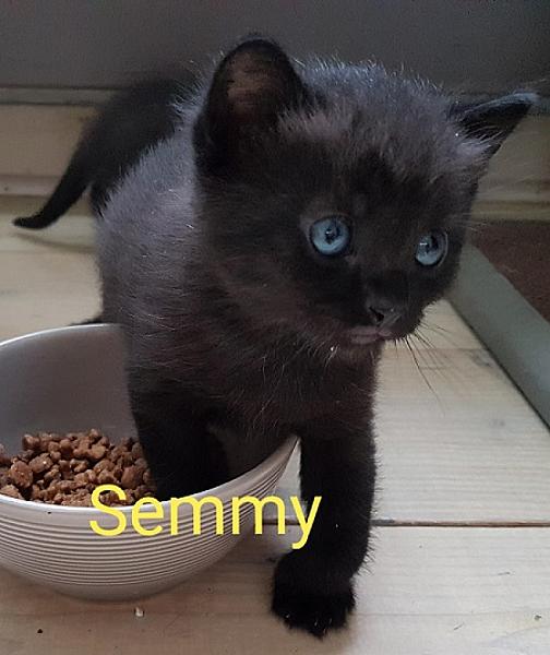 Semmy