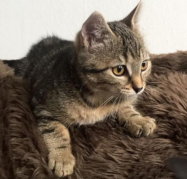 Romey